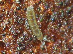 Springtail